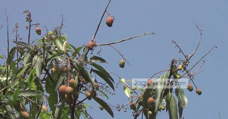 বান্দরবানে আমের ফলনে হতাশ কৃষক