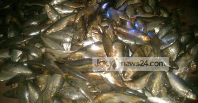 বরগুনায় জালসহ মা ইলিশ জব্দ