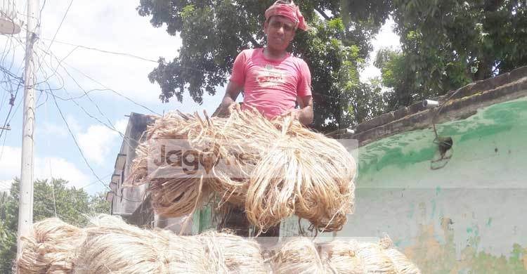 পাটের বাম্পার ফলনেও কৃষকের মনে নেই আনন্দ 