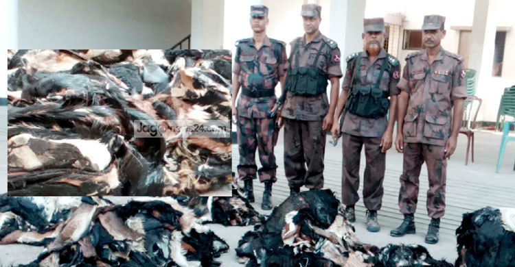 ভারতে পাচারকালে ৬৬৯টি ছাগলের চামড়া জব্দ