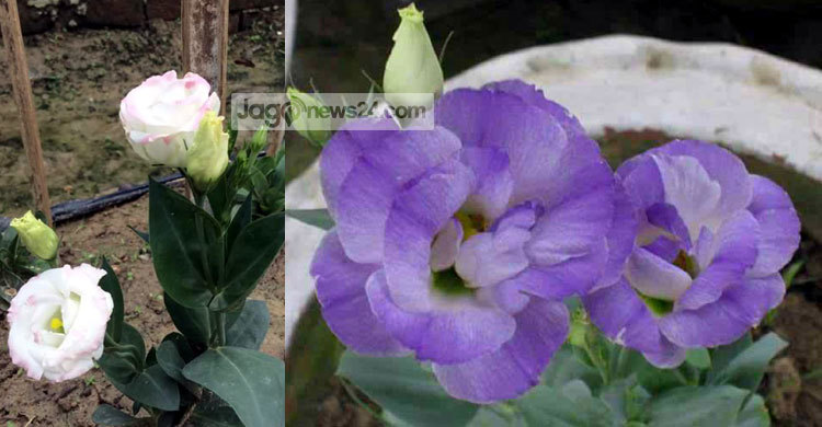 ফুলের রাজধানীতে এবার নন্দিনী