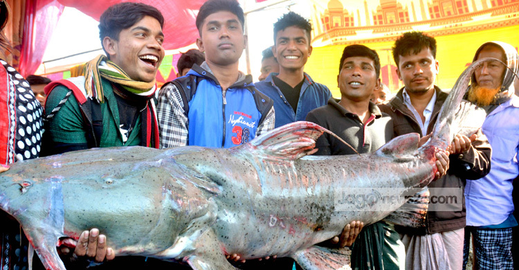 লাখ টাকার বাঘাইড়!