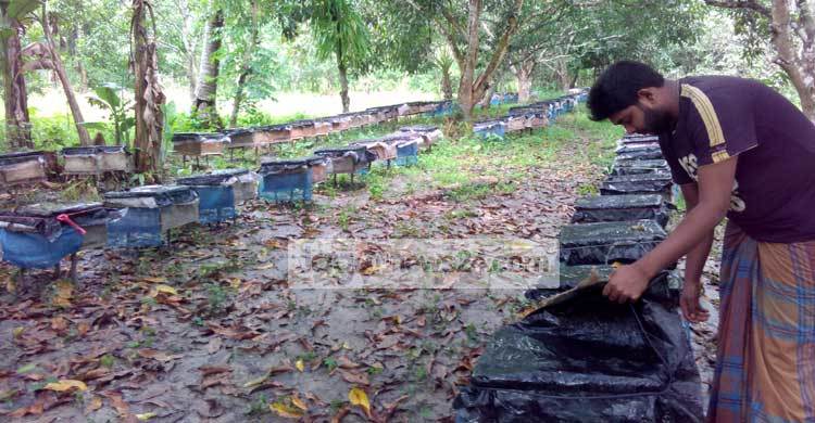 বরই ফুলের মধু সংগ্রহে ব্যস্ত শামীম