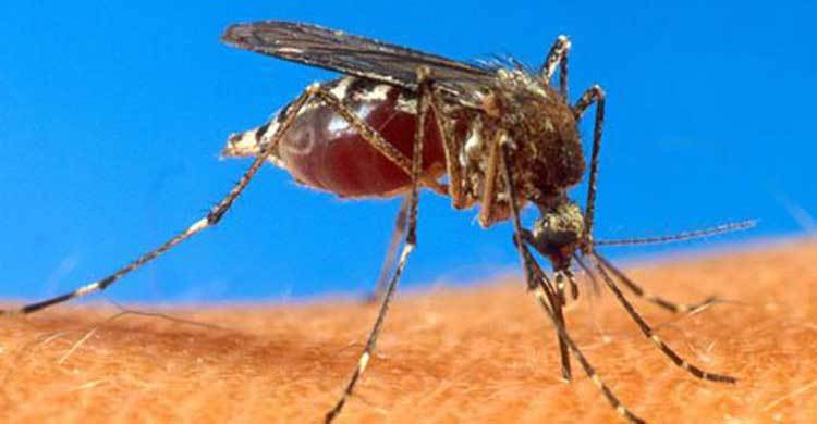 No reason to be panicked on chikungunya disease: experts