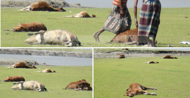 নোয়াখালীতে প্রচুর গবাদিপশুর মৃত্যু
