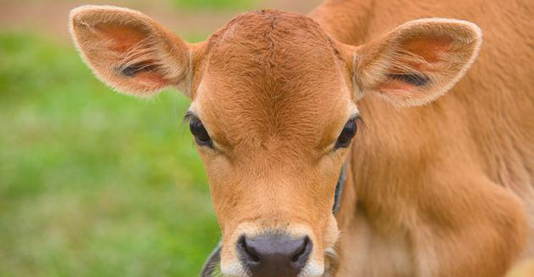 Kolkata: Calf ‘jumps off’ building, falls on man, dies