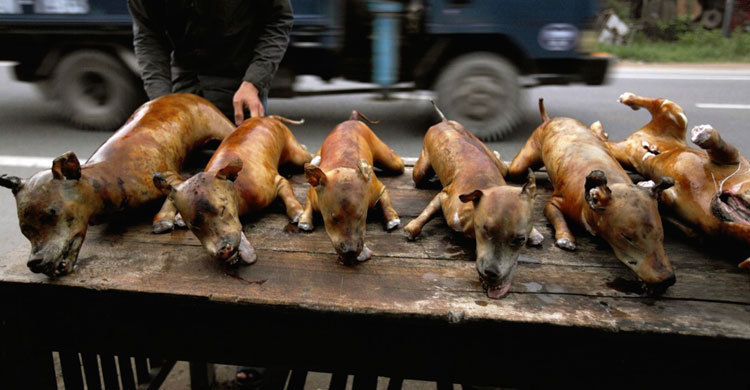 Taiwan bans eating of cats and dogs