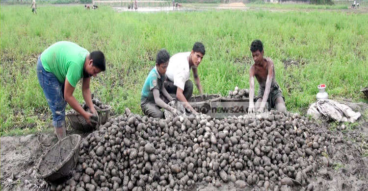 বৃষ্টিতে তলিয়ে যাওয়া আলু সংরক্ষণ না করার পরামর্শ