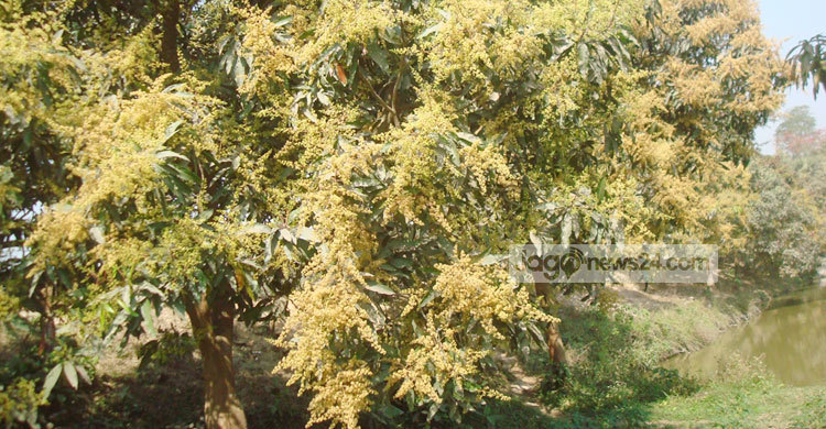 চাঁপাইনবাবগঞ্জে এ বছর আমের বাম্পার ফলনের সম্ভাবনা