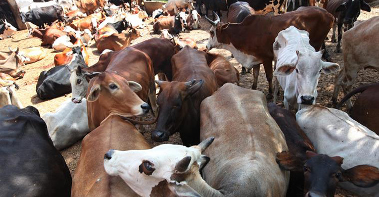 New cattle slaughter rules curb its smuggling to Bangladesh: BJP 