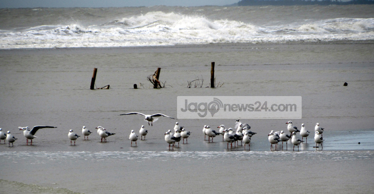 অতিথি পাখির আগমনে মুখর কক্সবাজার উপকূল