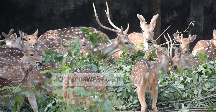 চিত্রা হরিণগুলোর বাঁচার আর্তনাদ!