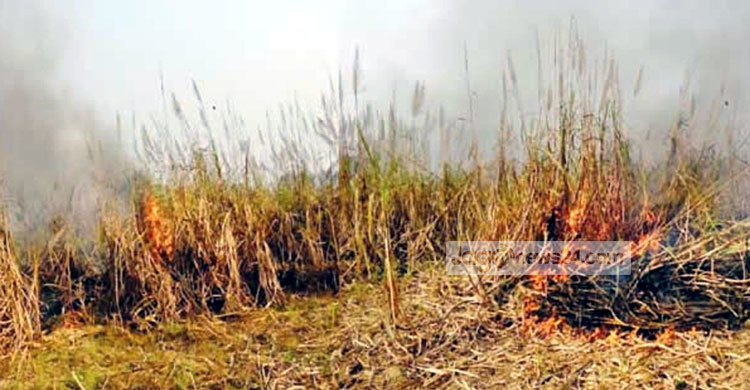 সেতাবগঞ্জ চিনিকলের ১০ একর আখখেত ভস্মীভূত 