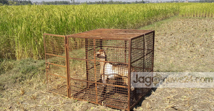 দিনাজপুরে ভারতীয় বাঘের আক্রমণে ৫০ জন আহত