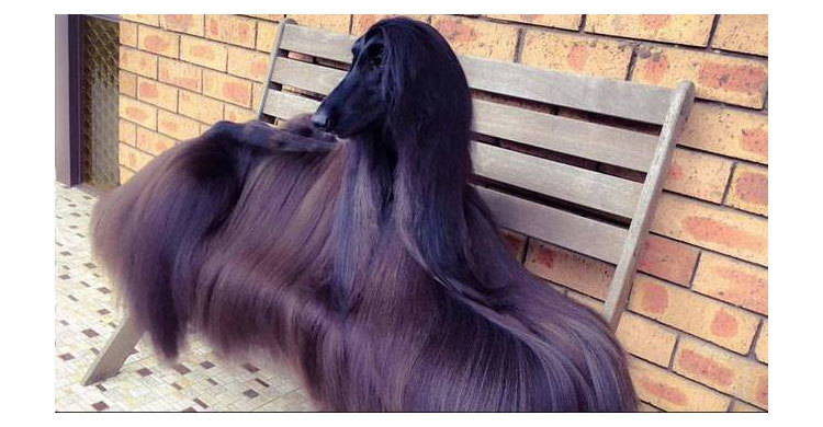 Stylish Australian dog becomes internet sensation
