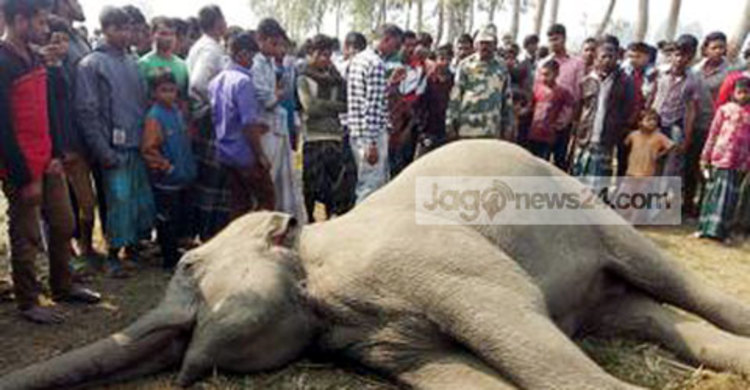 রাজিবপুর সীমান্তের কাছে ভারতীয় মরা হাতি