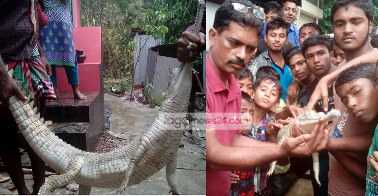 জেলের জালে কুমির আকৃতির প্রাণী!