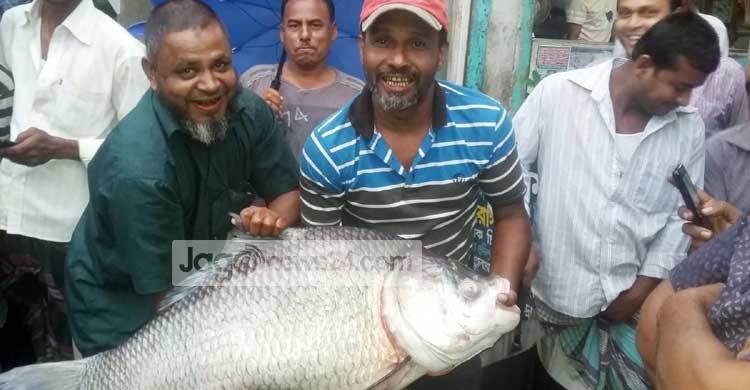 জালে ধরা পড়লো ৩২ কেজি ওজনের কাতল