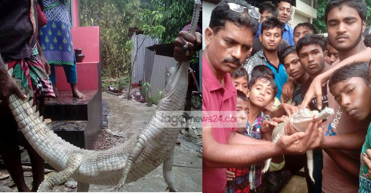 সেই প্রাণীটিকে বাঁচানো গেল না 