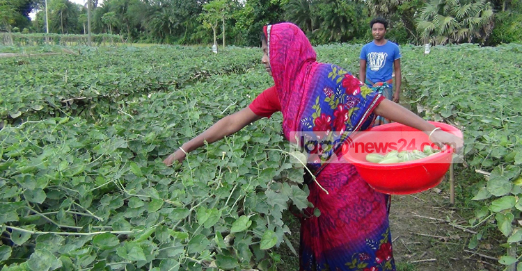 মাচায় পরীক্ষামূলক পটল চাষে সাফল্য