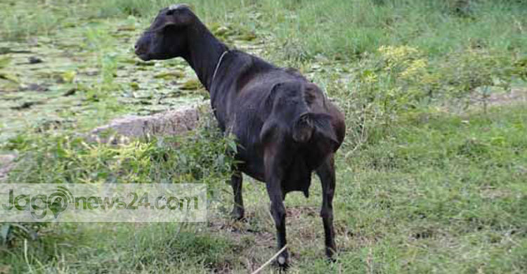 সাতক্ষীরায় মড়কে শতাধিক ছাগলের মৃত্যু 