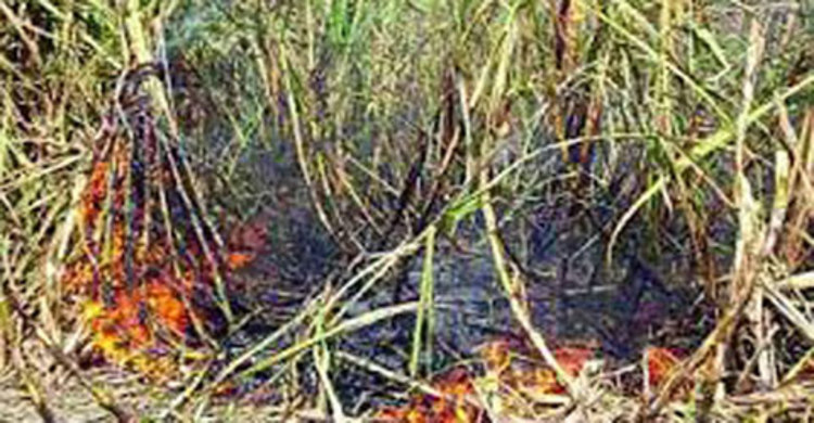 গোবিন্দগঞ্জ খামারের আখখেতে আগুন