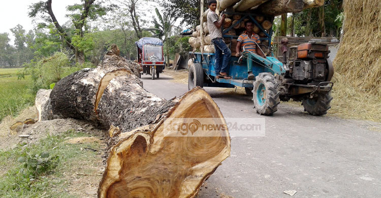 ২০ লাখ টাকার সরকারি গাছ সাড়ে ৩ লাখ টাকায় বিক্রি!