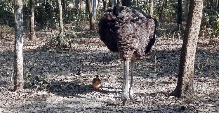 বাংলাদেশে প্রথম জন্ম নিলো উটপাখির ছানা