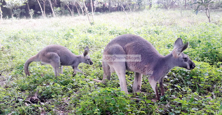 দেশে প্রথম ক্যাঙ্গারু শাবকের জন্ম