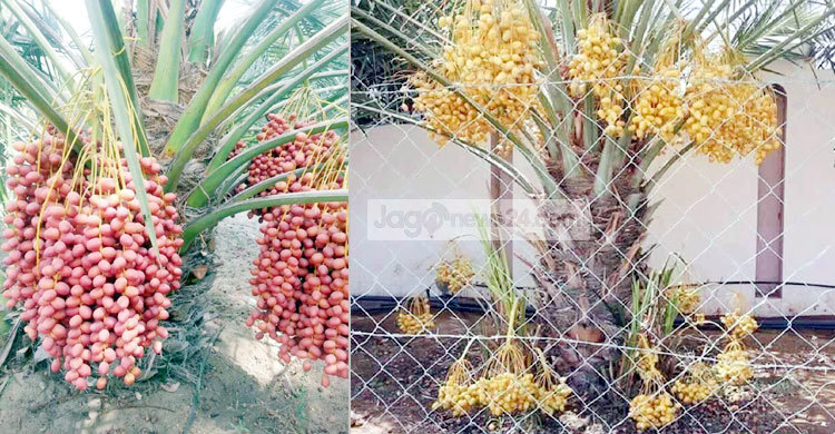 সৌদির খেজুর ফলছে গাজীপুরে