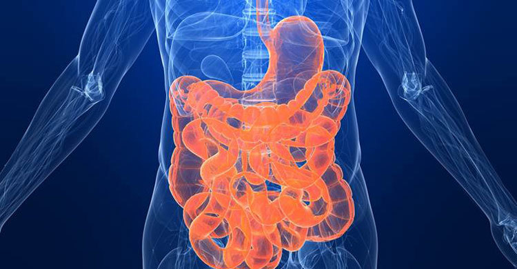 Research shows protein-carbohydrate combo good for gut health