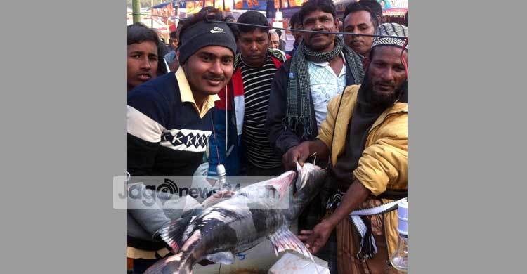 এক মাছের দাম ৯০ হাজার টাকা