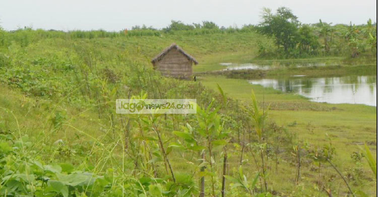 এক সময়ের ধূ-ধূ বালুচরে এখন দুলছে সবুজের ঢেউ