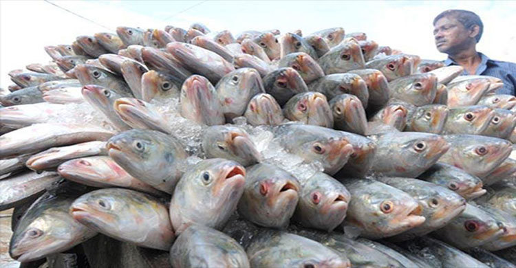 ইলিশ চায় থাইল্যান্ড