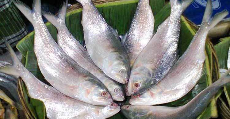 আজ রাত থেকে ২২ দিন ইলিশ ধরা বন্ধ