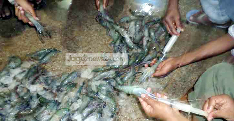 এক কেজি চিংড়িতে মিলল ২৫০ গ্রাম বিষাক্ত জেলি!