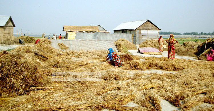 পাল্টে যাচ্ছে যমুনা চরের অর্থনীতি