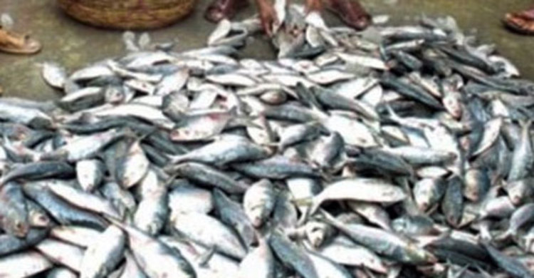 কঁচা নদীতে ১৫ মণ জাটকাসহ ট্রলার আটক