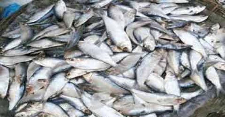 বরগুনায় ১০ মণ জাটকা জব্দ