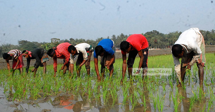 যশোরে বোরো আবাদের ধুম 