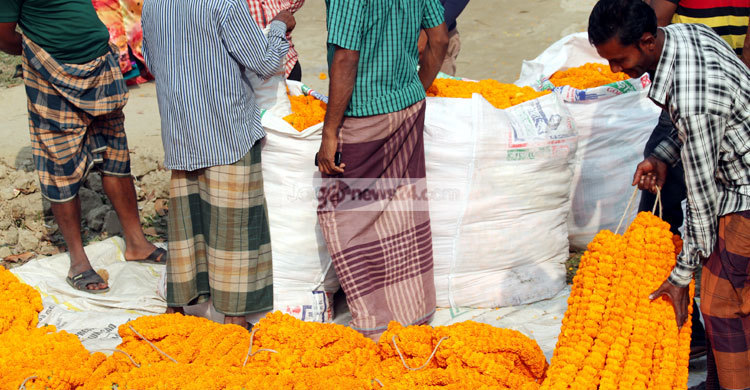 সরকারের পৃষ্ঠপোষকতা চান ঝিনাইদহের ফুলচাষিরা