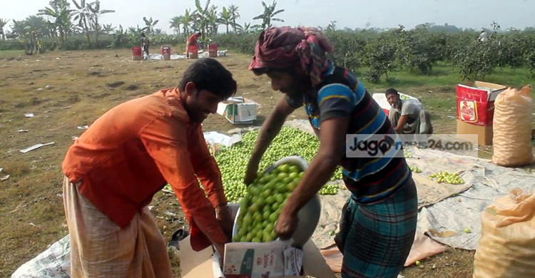 ঝিনাইদহে বাউ ও আপেল কুলের বাম্পার ফলনেও হতাশ চাষিরা