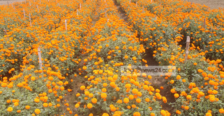 ব্যস্ত সময় পার করছেন ঝিনাইদহের ফুল চাষিরা