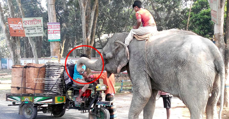 হাতি দিয়ে চাঁদাবাজি : অতিষ্ঠ জনগণ