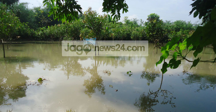 শৈলকুপায় ক্যানেল ভেঙে  শতাধিক বসতবাড়ি প্লাবিত