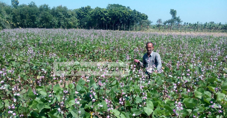 বেড়েছে আগাম শীতকালীন সবজি চাষ