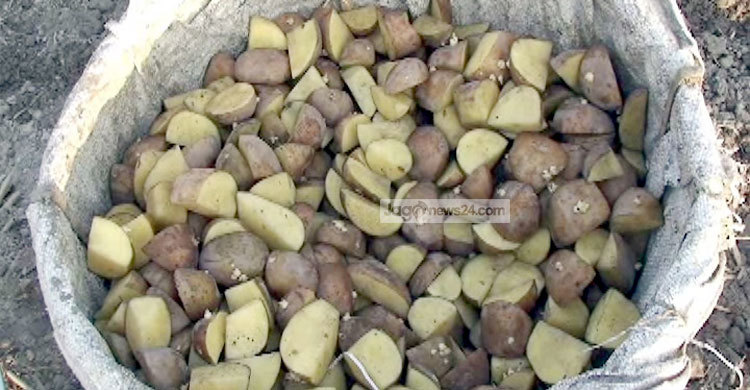 জয়পুরহাটে আলু বীজের তীব্র সঙ্কট