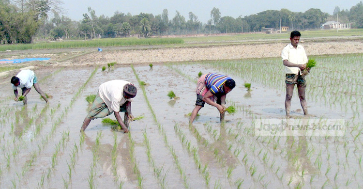 জয়পুরহাটে ইরি-বোরো আবাদে ব্যস্ত কৃষকরা