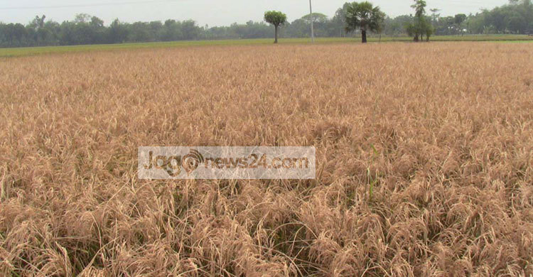 ইটভাটার গ্যাসে পুড়েছে ৫০ বিঘা জমির ধান