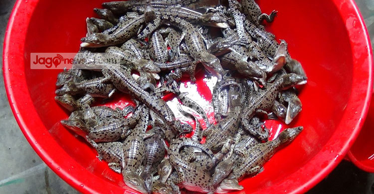 এবার ১৯টি কুমিরের বাচ্চার মরদেহ উদ্ধার